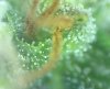 trichs.jpg