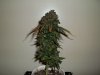 day 80 (seed #2) harvest pic 1.jpg