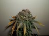 day 80 (seed #2) harvest pic 2.jpg