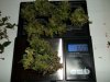 day 80 (seed #2) harvest pic 7.jpg