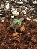 Day 2 (7-18) - seed off.jpg