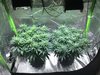 2633067_dinafem-critical-jack-grow-journal-by-getupandgrowdinafemcritical-jack.jpg