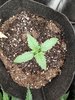 Auto Anesthesia from Pyramid Seeds