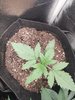 Auto Anesthesia from Pyramid Seeds