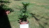 Stardawg auto 2020 outdoor.JPG