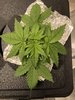 DWC First Timer - Day 21 - RQS Fat Banana Automatic & Diesel Automatic