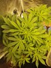 Auto Anesthesia from Pyramid Seeds