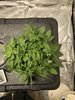 DWC First Timer - Day 28 - RQS Fat Banana Automatic & Diesel Automatic