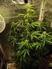 Auto Anesthesia from Pyramid Seeds