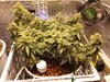 CBD White Widow Haze Hand Watered Ebb and Flow 9-19-20 Day 74 (1).jpg