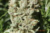 055 Jumpin Black Dash, Green Crack, Lil'MOBstar 11/16/2019