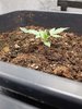 candy-kush1-day 14-2.jpg