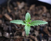 Zkittlez at Day 64 - 1.jpg