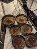 Day 4: multi mephesto strain grow