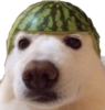 dankdogg.png