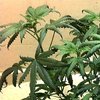 marijuana-droopy-leaves-nitrogen-toxic-sm.jpg