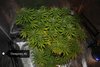 2169501_glue-gelato-auto-blue-dream-auto-sour-diesel-auto-grow-journal-by-growmancan2.jpg