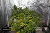 2169502_glue-gelato-auto-blue-dream-auto-sour-diesel-auto-grow-journal-by-growmancan2.jpg