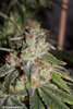 London -bridge F3 Harvest photos-8.jpg