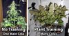 training-cannabis-vs-not-training-cannabis.jpg