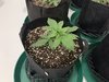 Salts First Grow - 10 Six Shooters by 420fastbuds 2 Sour Stompers by Mephisto