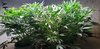 1056179_gorilla-glue-autoflowergrowerschoiceseedsgorilla-glue-autoflowering.jpg