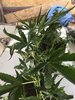 454316_gorilla-gluegrowerschoiceseedsgorilla-glue-autoflowering.jpg