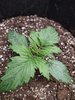 3523434_quick-one-fat-banana-automatic-grow-journal-by-spritzpetrus.jpg