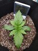 3523435_quick-one-fat-banana-automatic-grow-journal-by-spritzpetrus.jpg