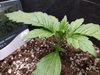 3523436_quick-one-fat-banana-automatic-grow-journal-by-spritzpetrus.jpg