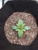 3523437_quick-one-fat-banana-automatic-grow-journal-by-spritzpetrus.jpg