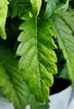 Yellowing leaf wth brown spots.jpg