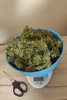 115 Grams Bone-Dry Bud 01.jpg