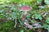 SHROOM 6_7-13-13.jpg