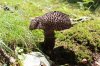 SHROOM 8_7-13-13.jpg