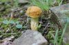 SHROOM 14_7-13-13.jpg