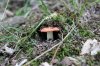 SHROOM 17_7-13-13.jpg