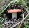 SHROOM 18_7-13-13.jpg