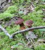 SHROOM 20_7-13-13.jpg