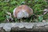 SHROOM 21_7-13-13.jpg