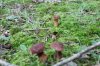 SHROOM 22_7-13-13.jpg