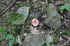 SHROOM 27_7-13-13.jpg