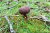 SHROOM 29_7-13-13.jpg