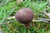 SHROOM 30_7-13-13.jpg