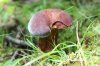 SHROOM 31_7-13-13.jpg