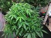 1170656_moby-dick-xxl-autodinafemmoby-dick-xxl-autoflowering.jpg