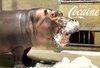 Cocaine Hippo.jpg