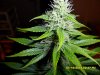 Autopulco Gold F2 Day 25 flowering (7).jpg