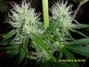 Autopulco Gold F2 Day 25 flowering (11).jpg