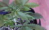 4 Plant 1.jpg